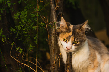 Wild beautiful fluffy street cat itches on a tree in a forest