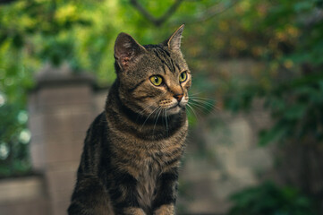Portrait of beautiful fluffy cat sitting on a railing on a porch