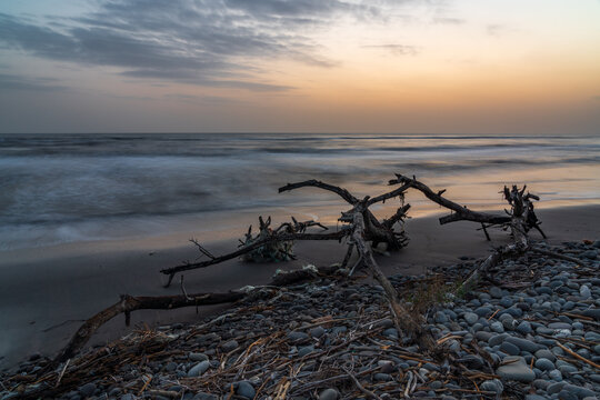 Old driftwood on seashore at sunrise