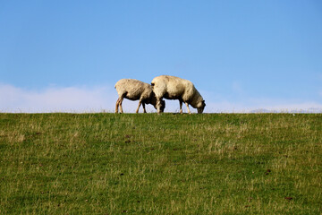 Two Sheep grazing in green pastures