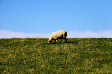 Fototapeta premium Adult Sheep grazing in green pastures