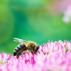 Working bee on pink flowers Sedum (Stonecrop) in the autumn garden