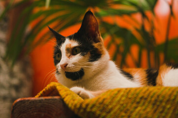 Portrait of beautiful domesticated cat with green eyes sitting on a chair on a blanket