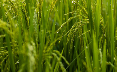 close up of beautiful green color rice plants of India