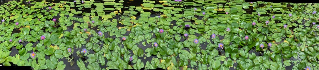 Panoramic lotus flowers on the pond - feel paradise 