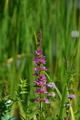 usually purple loosestrife blooming in summer sun