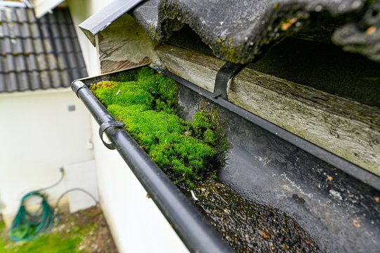 green moss growing in the end of a gutter