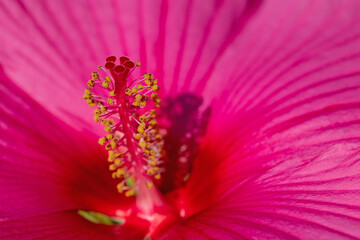 Nahaufnahme einer Hibiskusblüte in rot