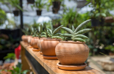 Small Sansevieria cylindrica in a pot, focus selective