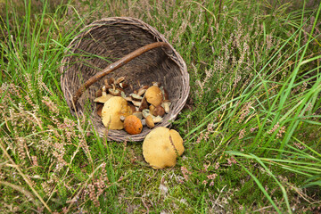 Wiklinowy koszyk z grzybami w lesie.