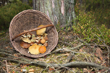 Wiklinowy koszyk z grzybami w lesie.