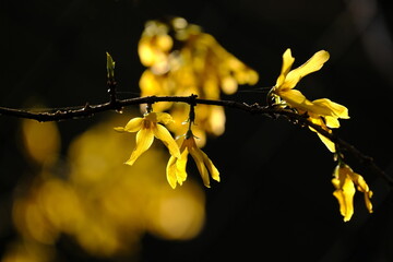 Blühende Forsythie im Gegenlicht