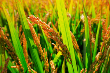 The autumn rice fields
