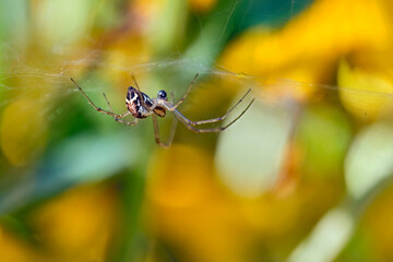 Herbstspinne ( Metellina segmentata ).