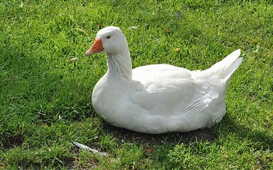 goose bird