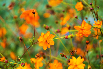 charming beautiful sunny flowers in the spring garden