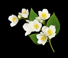 Fototapeta na wymiar Jasmine flowers