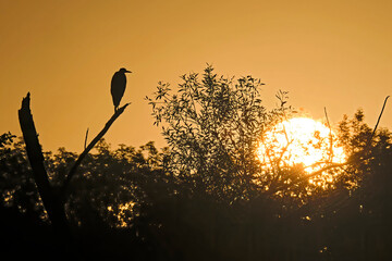 Silhouette eines Graureiher s ( Ardea cinerea ) im Licht der aufgehenden Sonne.