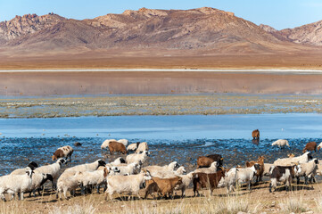 Eine Schaf- und Ziegenherde an einer Wasserstelle in der Steppe der Mongolei