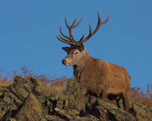 Red Deer stag in the rocks in morning sunlight.