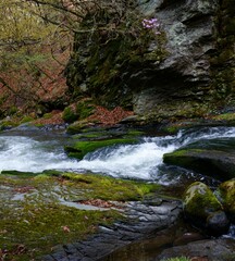 早春の渓流の風景　-日本、長野県、杜鵑峡