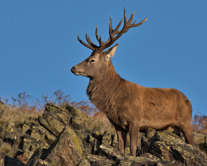 Red Deer stag in the rocks in morning sunlight.