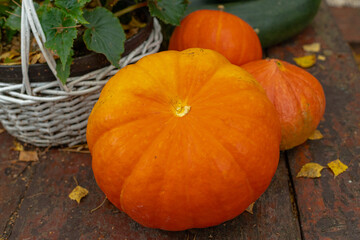 Garden table with pumpkins and zucchini.