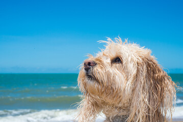 キャバプーがビーチで遊ぶ
