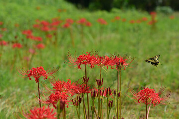 ヒガンバナとアゲハチョウ