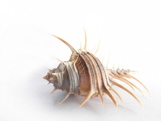 The shell, known as the thorn shell, is found in Thailand.
