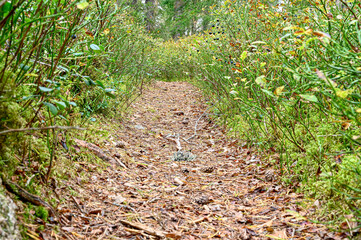 Fototapeta premium low perspective over narrow walking path through forest