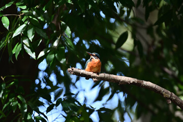 kingfisher on a branch	 - 381071062
