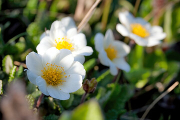 Blooming Dryas integrifolia (Dryad). Tundra plants. Flowers growing in the wild in the Arctic. Wildflowers of the polar region. Northern nature of Chukotka and Siberia. Far East of Russia. Closeup.