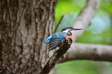 kingfisher on a branch	 - 381071255