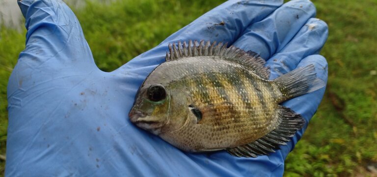 Pearl spot fish/ Karimeen/Green chromide in Kerala India.