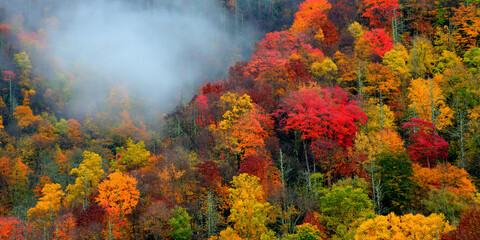 Misty autumn forest in Great Smoky Mountains National Park
