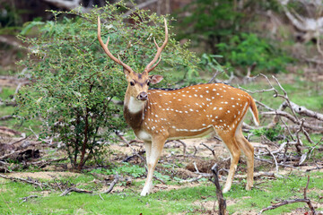 The chital or cheetal (Axis axis), also known as spotted deer or axis deer, big male. A large male deer with speckled fur with massive antlers standing in the greenery.