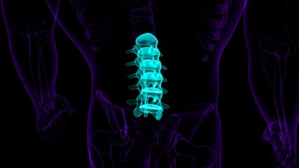 Human Skeleton Vertebral Column Lumbar Vertebrae Anatomy