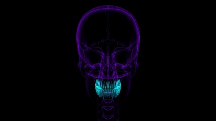 Human Teeth Anatomy 3D Illustration