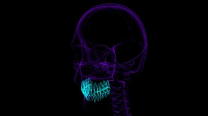 Human Teeth Anatomy 3D Illustration