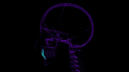 Human Teeth Incisors Anatomy 3D Illustration