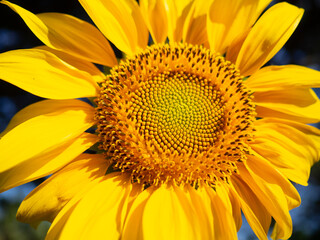 Obraz premium beutiful blooming yellow sunflower with green on blurry nature background. Natural flora beuty screen texture.