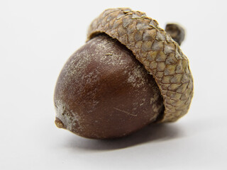 Acorn with hat, on a white background. Oak tree acorn crop is wearing a patterned hat, on a white...