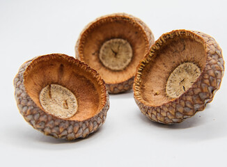 Closeup, selectiv focus, three light brown, patterned oak acorns hat on a white background.