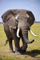 Fototapeta na wymiar african elephant walking in serengeti