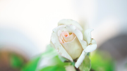 small Rose flower with green on blurry nature background white budding roses flowers. Natural lover wedding day..