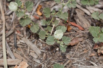 Axillary inflorescences of white blooming from Alkali Mallow, Malvella Leprosa, Malvaceae, native...