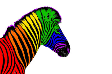 Zebra head LGBTQ community rainbow flag color striped pattern white background isolated closeup, LGBT pride symbol, lesbian, gay etc love sign, logo, greeting card, wallpaper, banner design copy space