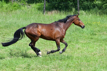 A bay horse galloping in a green meadow.