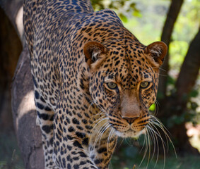 close up of leopard